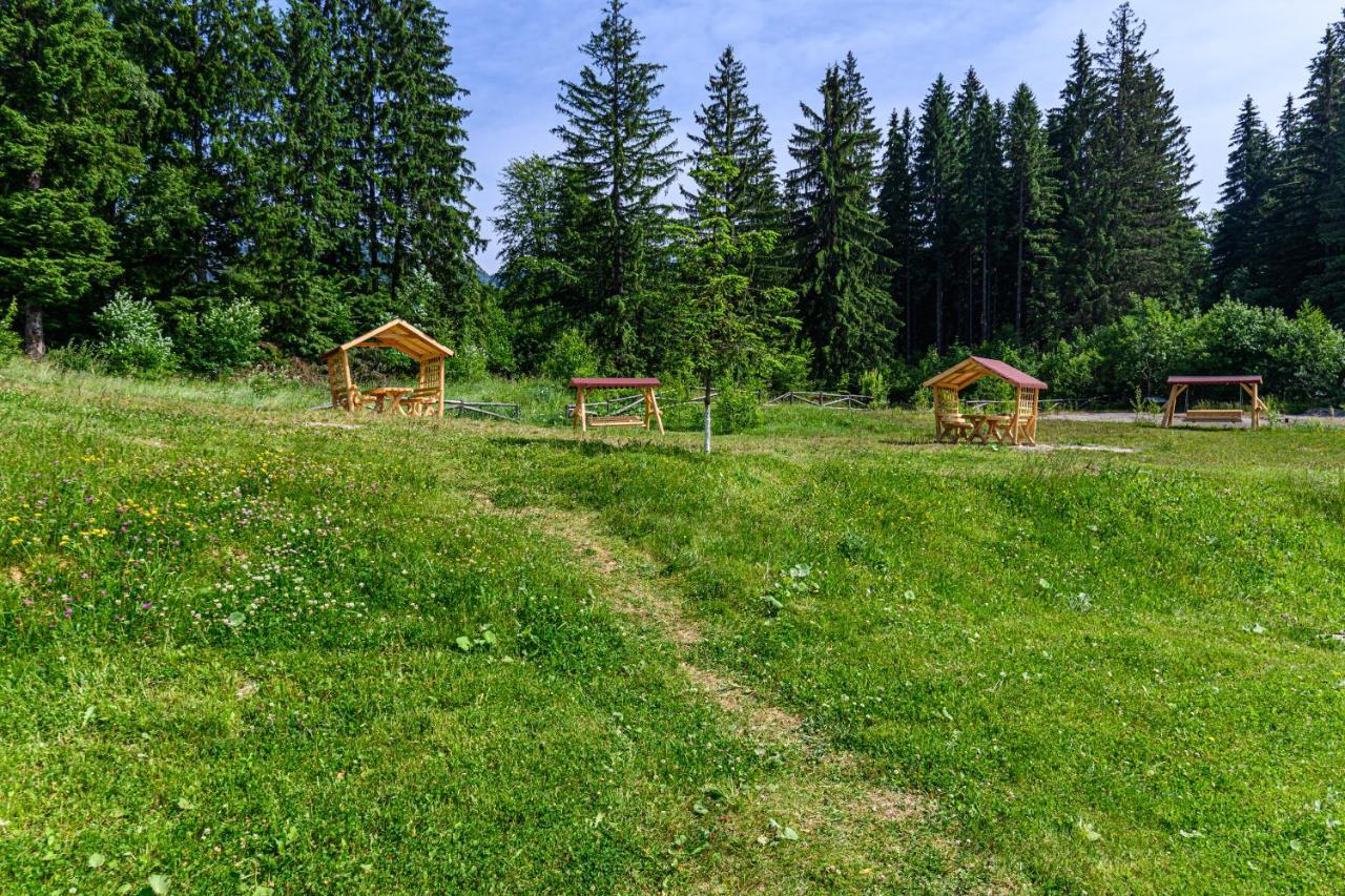 Forest Corner In Silver Mountain Of Poiana Brašov Exteriér fotografie